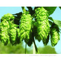 100% Natural Beer Hops Flower Extract Powder 5%-10%Flavonoids